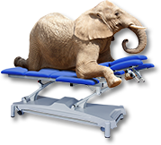 Praxisbedarf – Elefant auf einem Secona Conrad Therapiegerät | Therapieliege